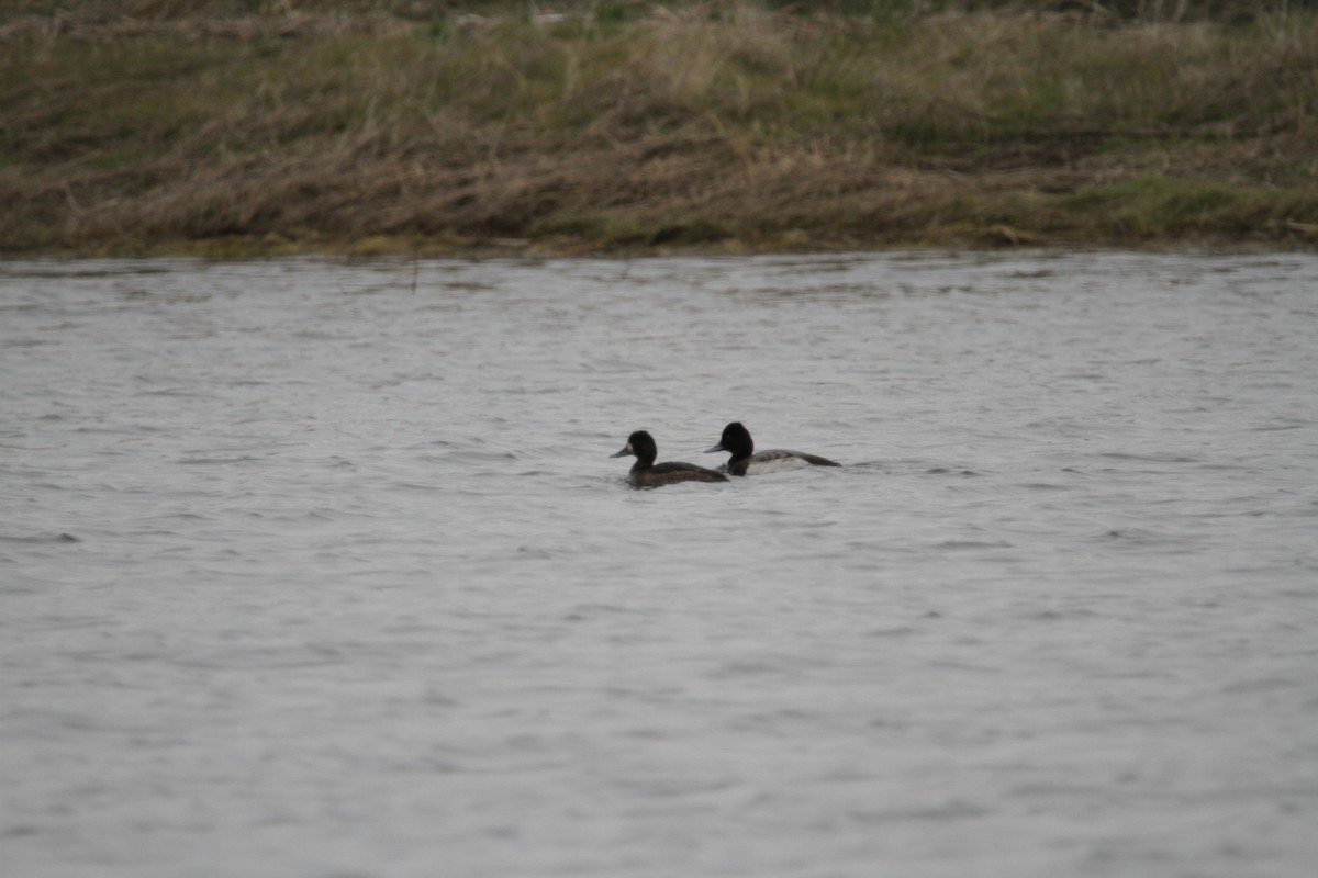 Porrón Bola - ML646561457