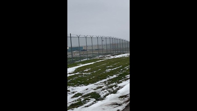 Short-eared Owl - ML646561458