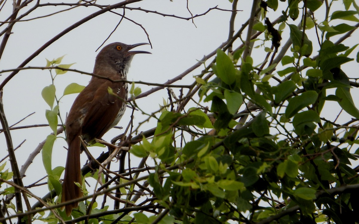 Long-billed Thrasher - ML646561459