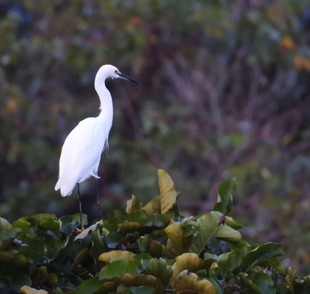 Little Egret - ML646561460