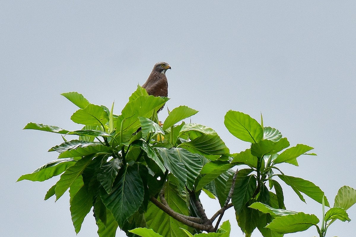 Gray-faced Buzzard - ML646561461