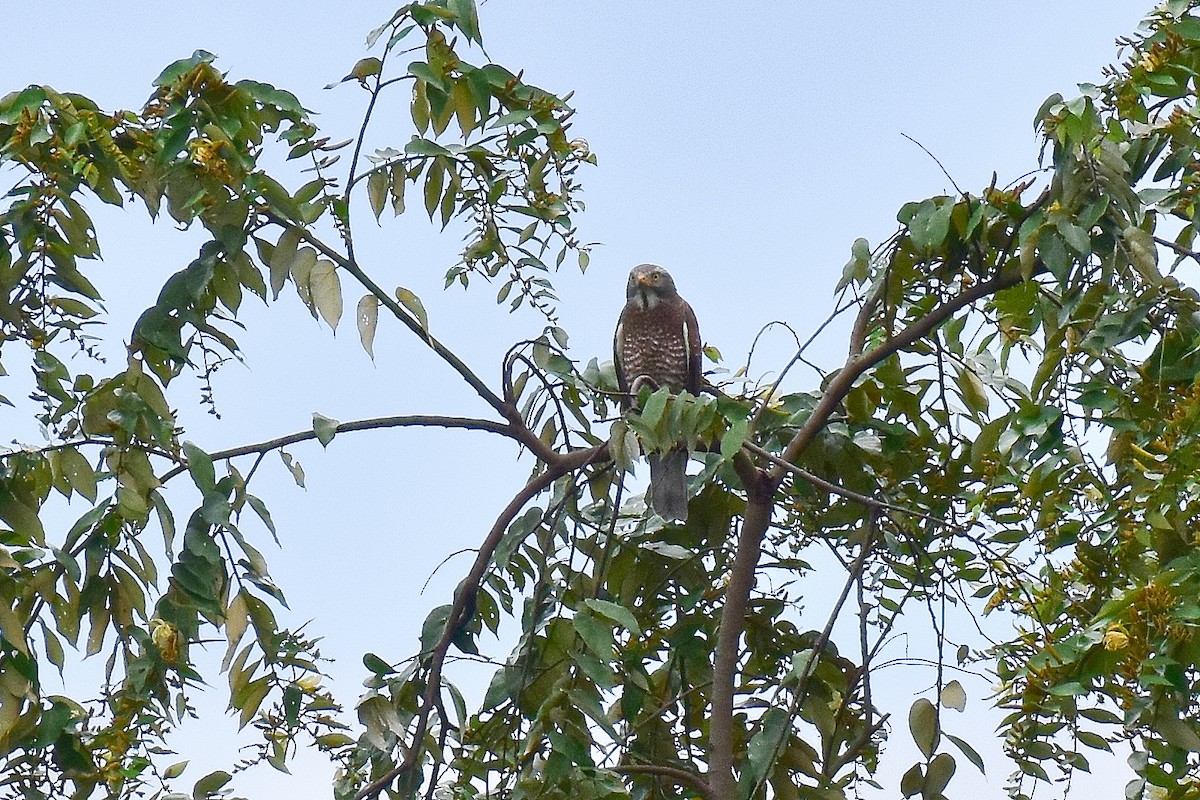 Gray-faced Buzzard - ML646561462