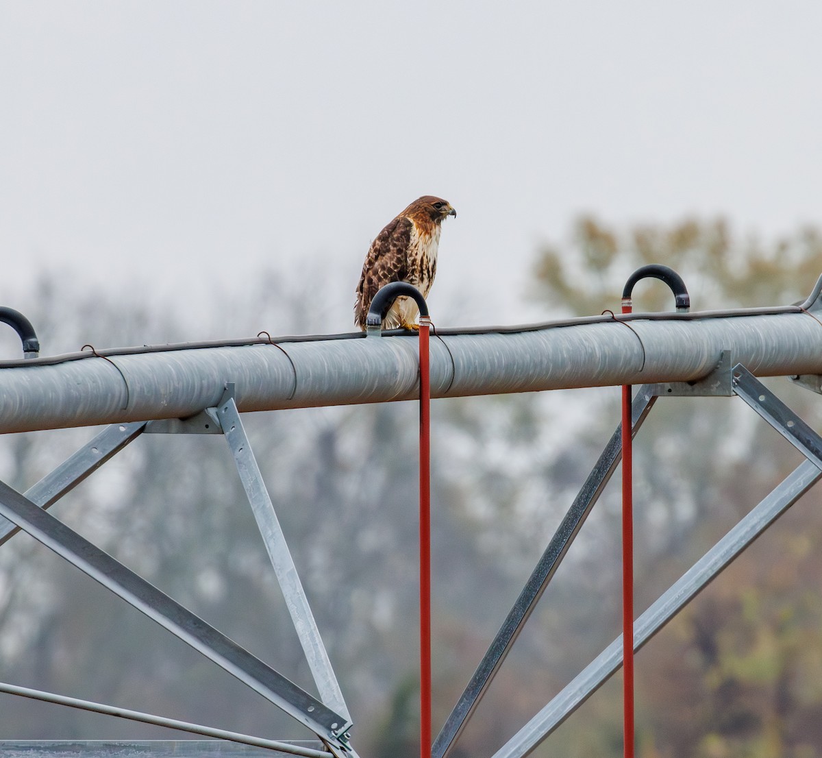 káně rudochvostá - ML646561463