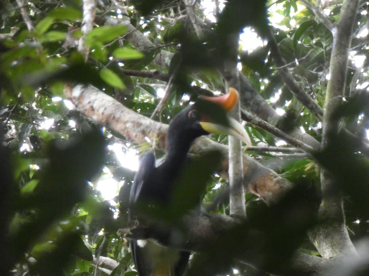 Rhinoceros Hornbill - ML646561464