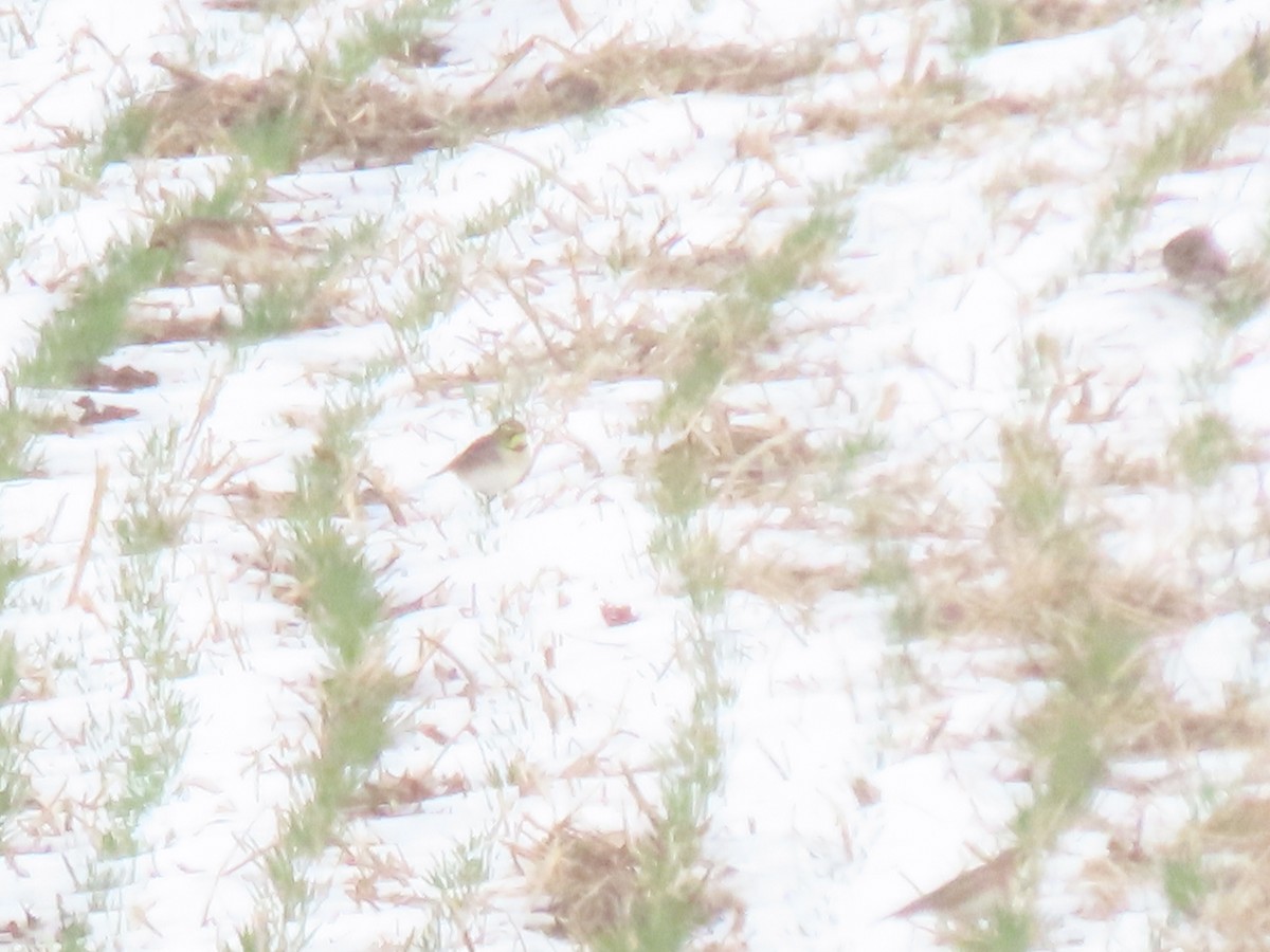 Allodola golagialla - ML646561467