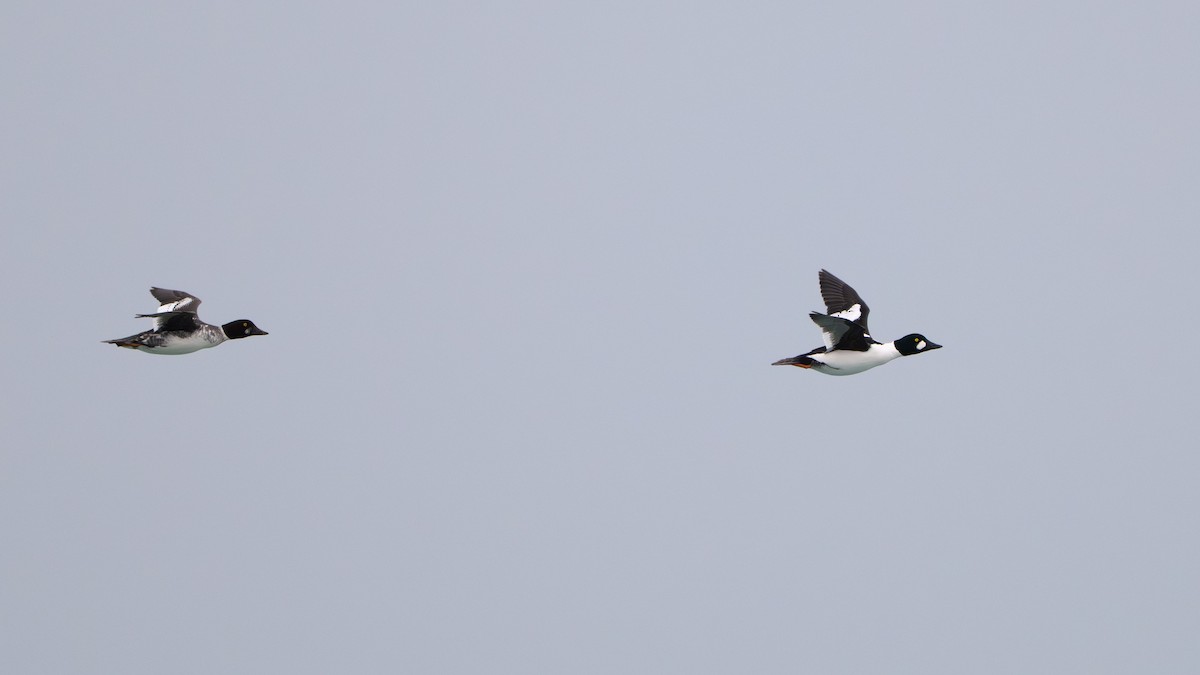 Common Goldeneye - ML646561468