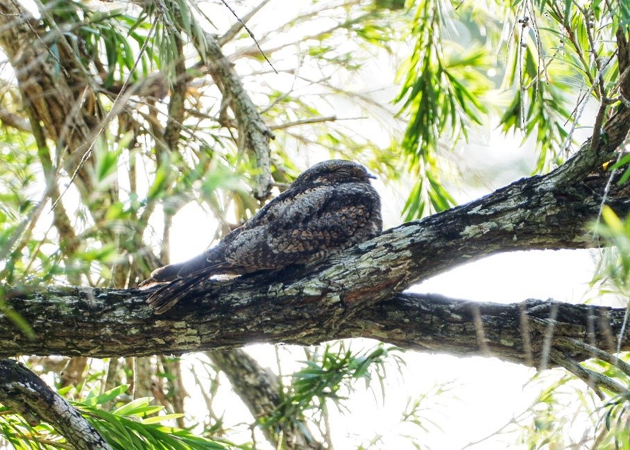 Graunachtschwalbe - ML646561469