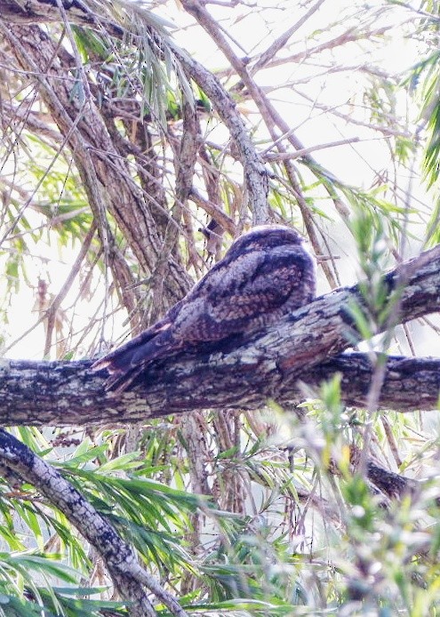 Graunachtschwalbe - ML646561470