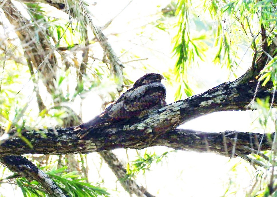 Graunachtschwalbe - ML646561471