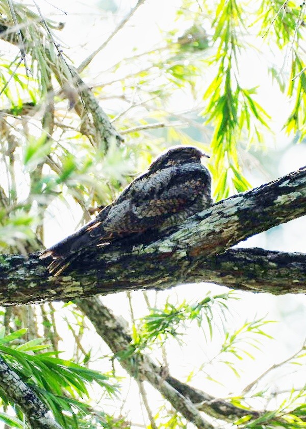 Graunachtschwalbe - ML646561472