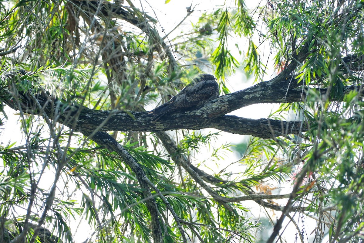 Graunachtschwalbe - ML646561473