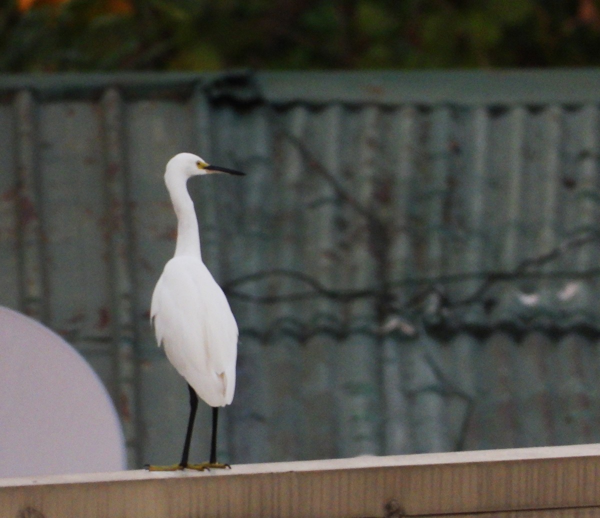 Little Egret - ML646561475