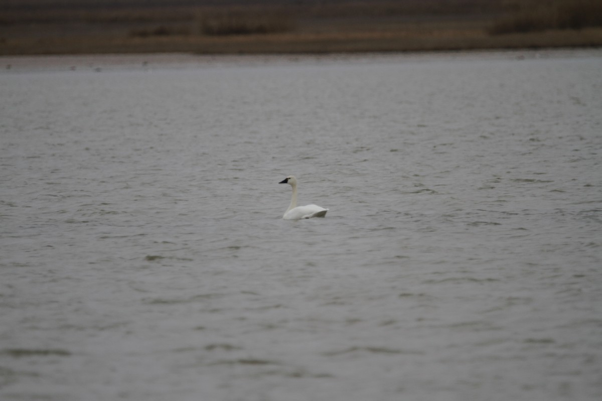 Cisne Chico - ML646561476