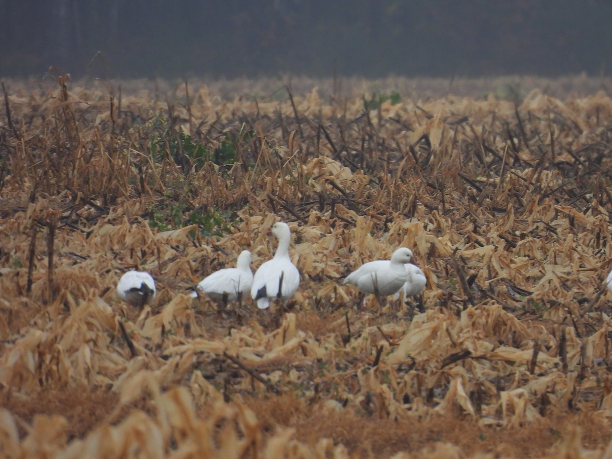 Snow Goose - ML646561481