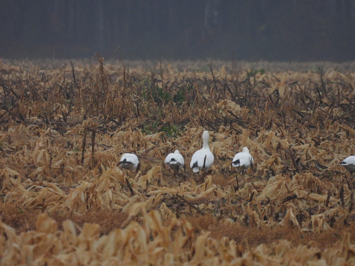 Snow Goose - ML646561485