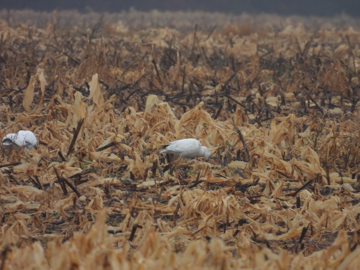 Snow Goose - ML646561486