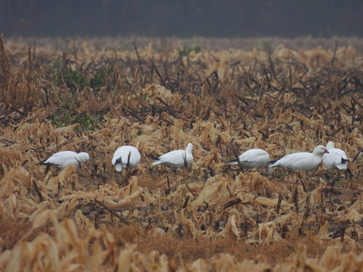 Snow Goose - ML646561487