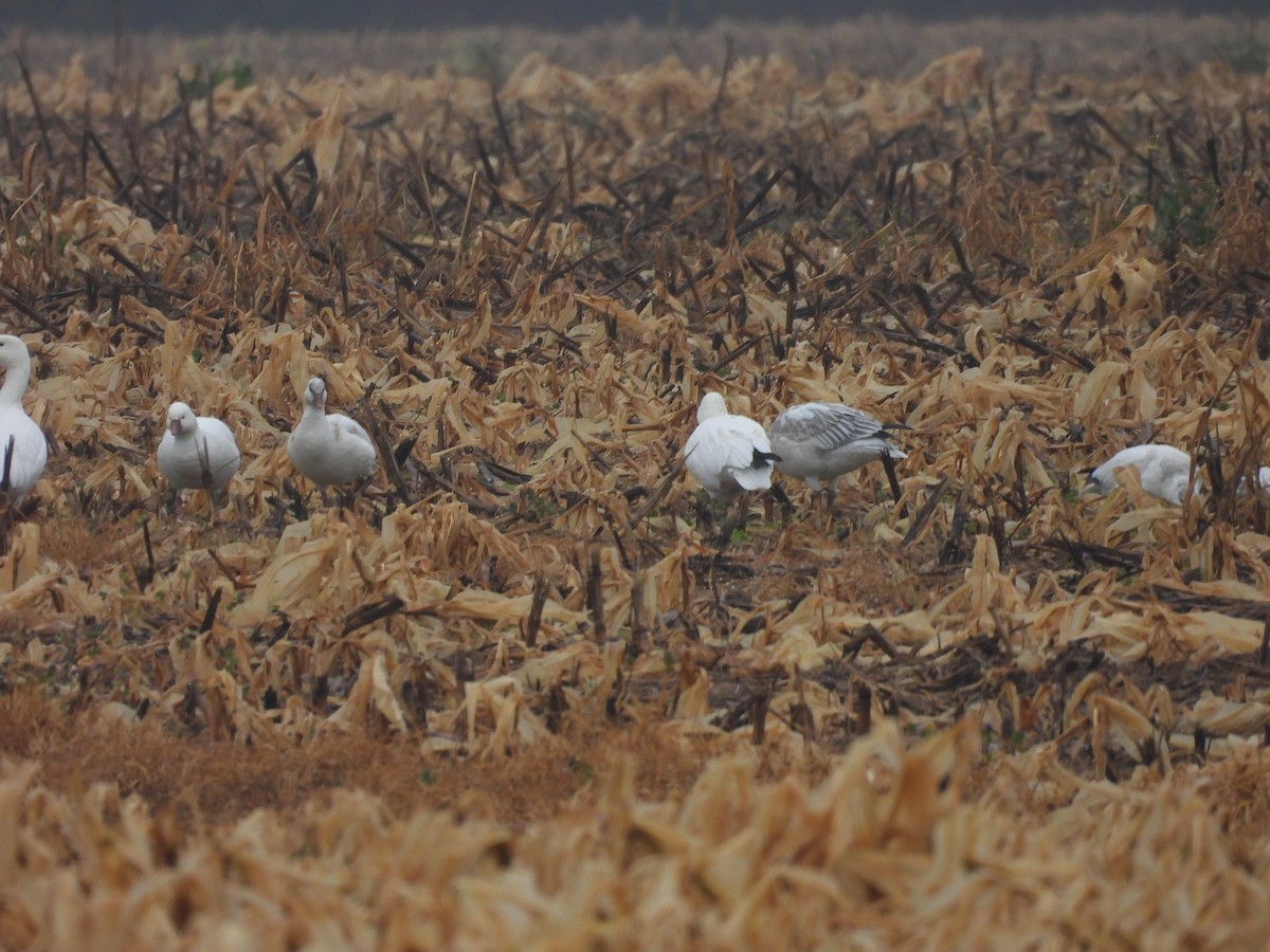 Snow Goose - ML646561489