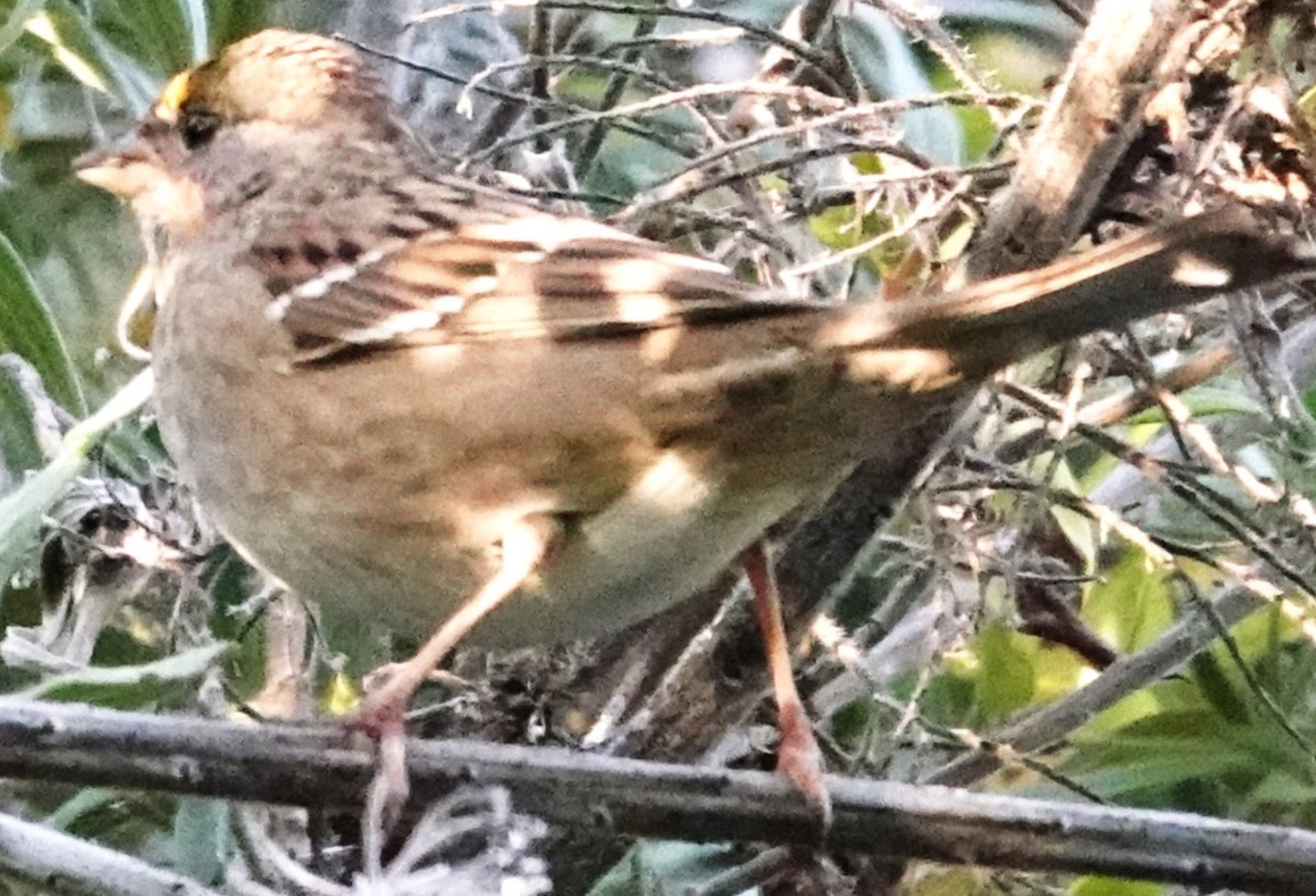 Бруант чорнобровий - ML646561491