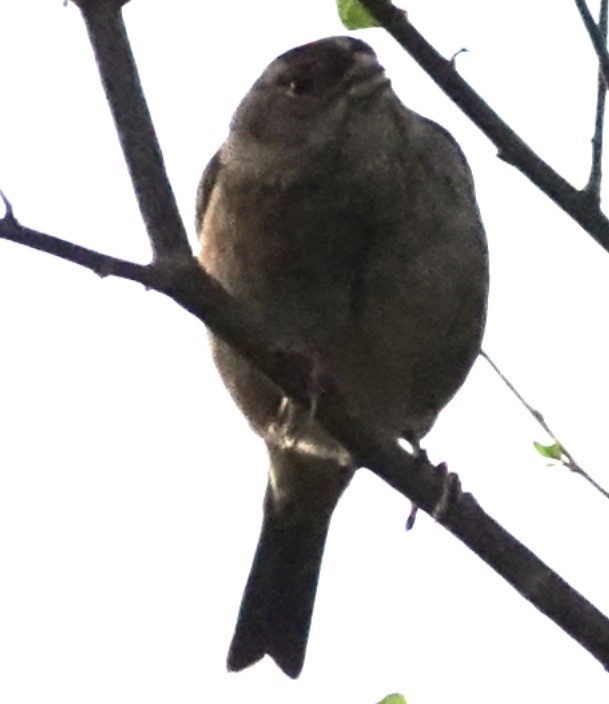 Бруант чорнобровий - ML646561493