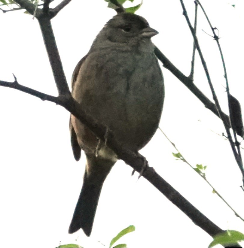 Бруант чорнобровий - ML646561494