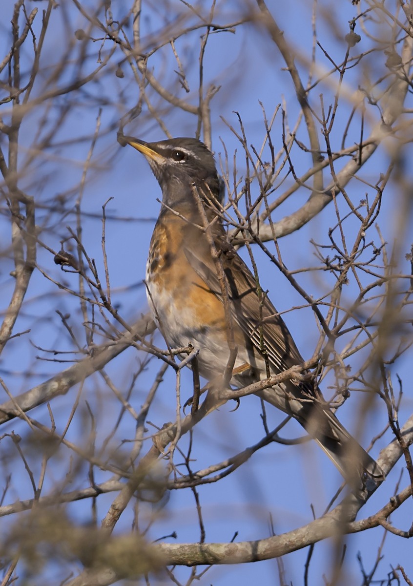 Eyebrowed Thrush - ML646561496