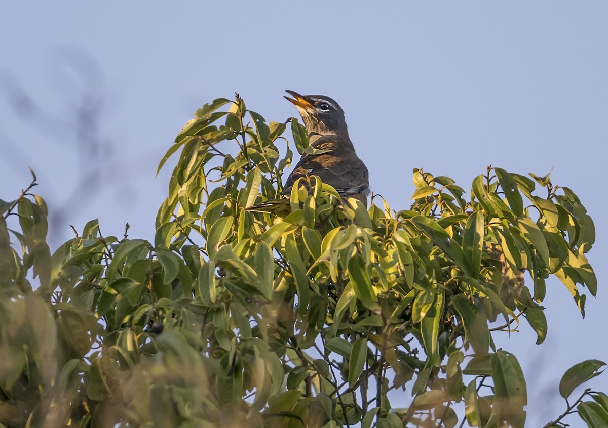 Eyebrowed Thrush - ML646561497