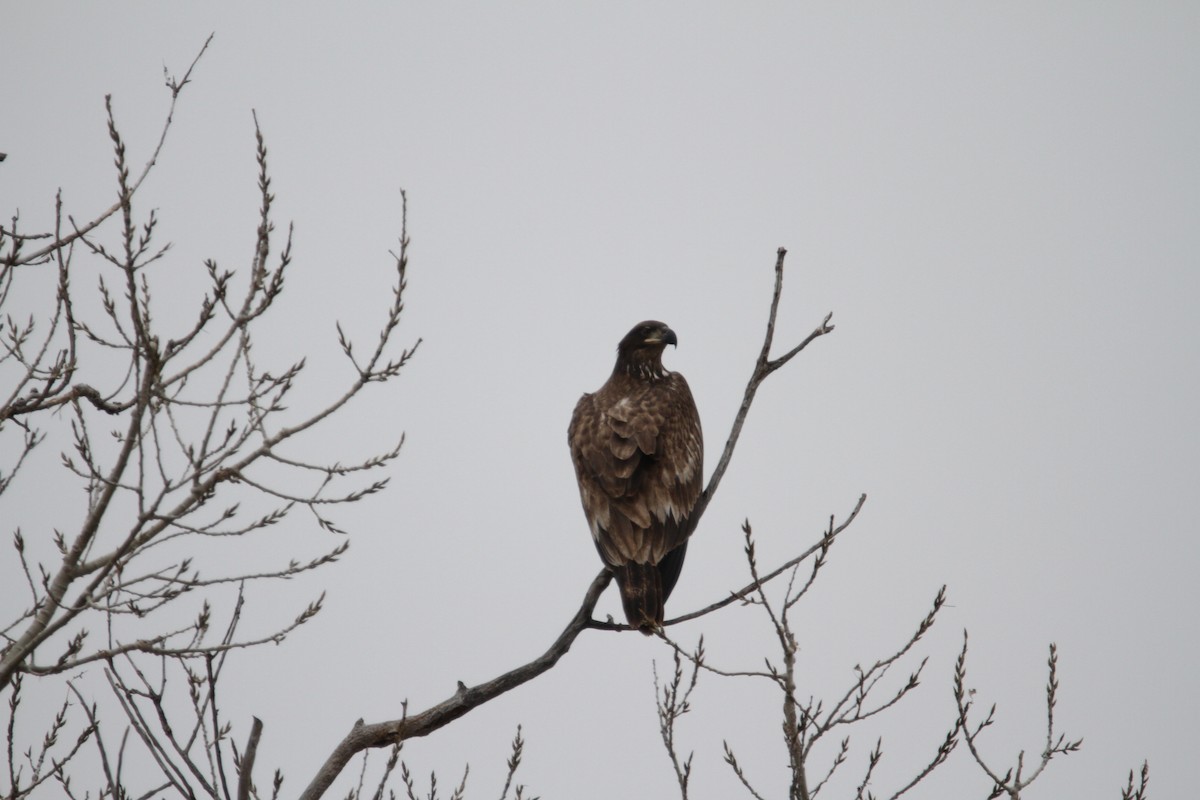 Pygargue à tête blanche - ML646561501