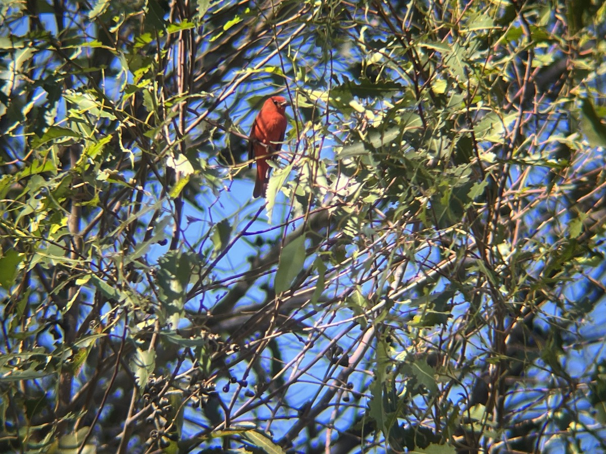 Piranga vermillon - ML646561502