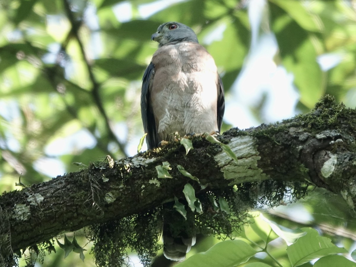 Harpage bidenté - ML646561503