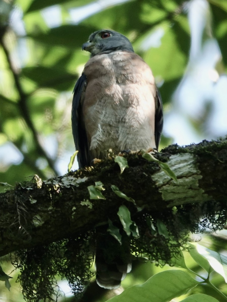 Harpage bidenté - ML646561504