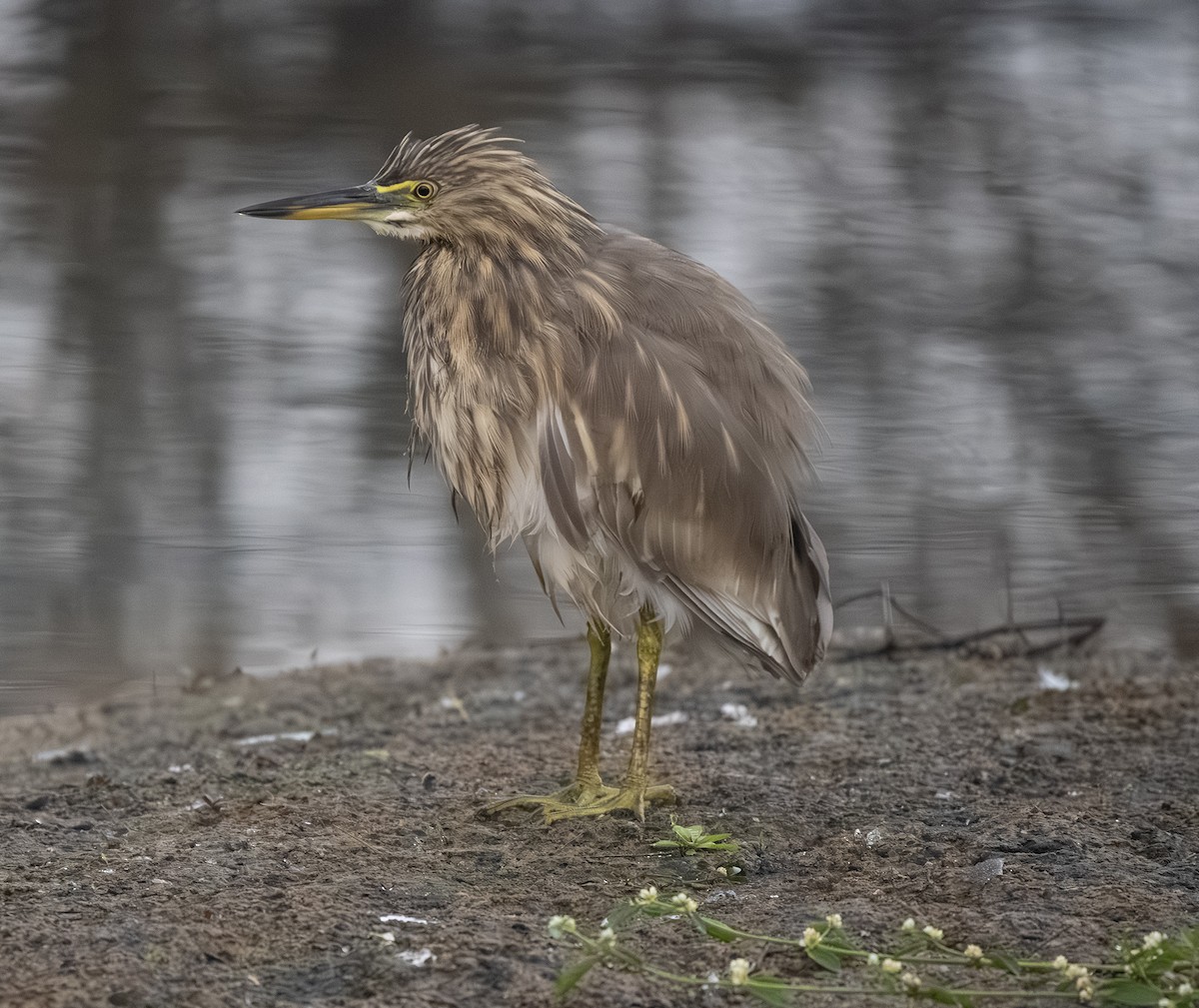 Индийская прудовая цапля - ML646561506