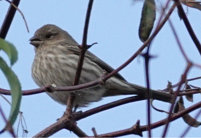 Чечевиця садова - ML646561507
