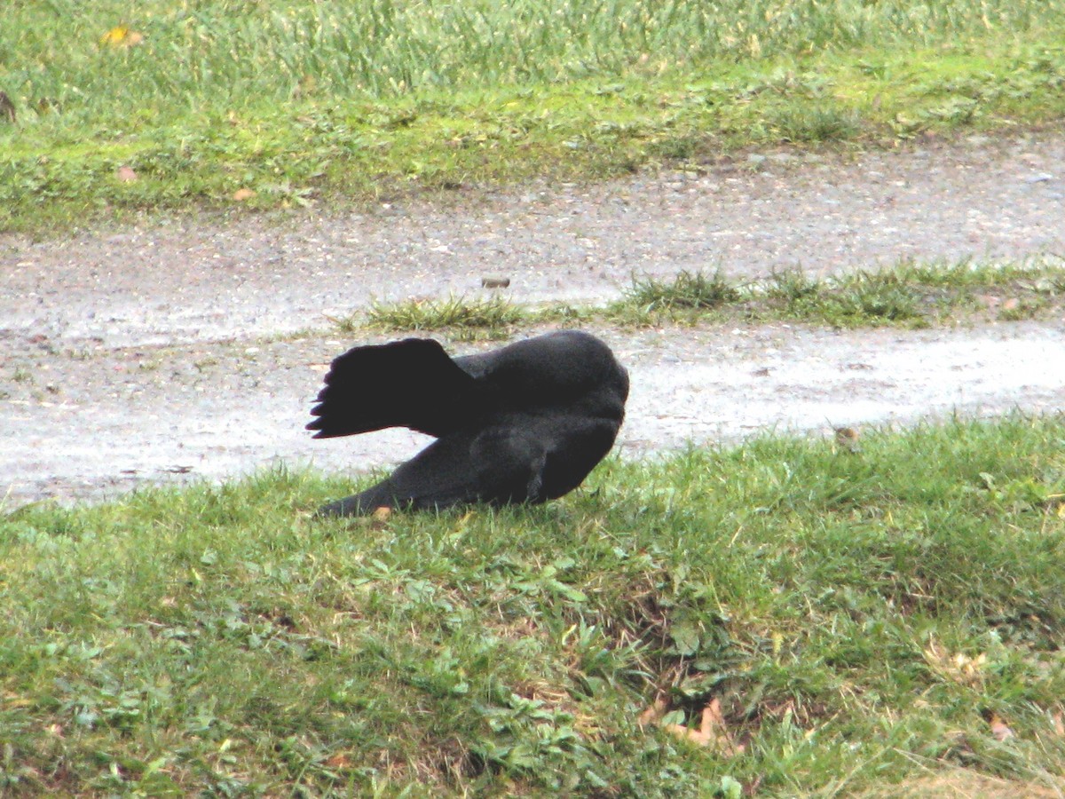 Corneille d'Amérique - ML646561508