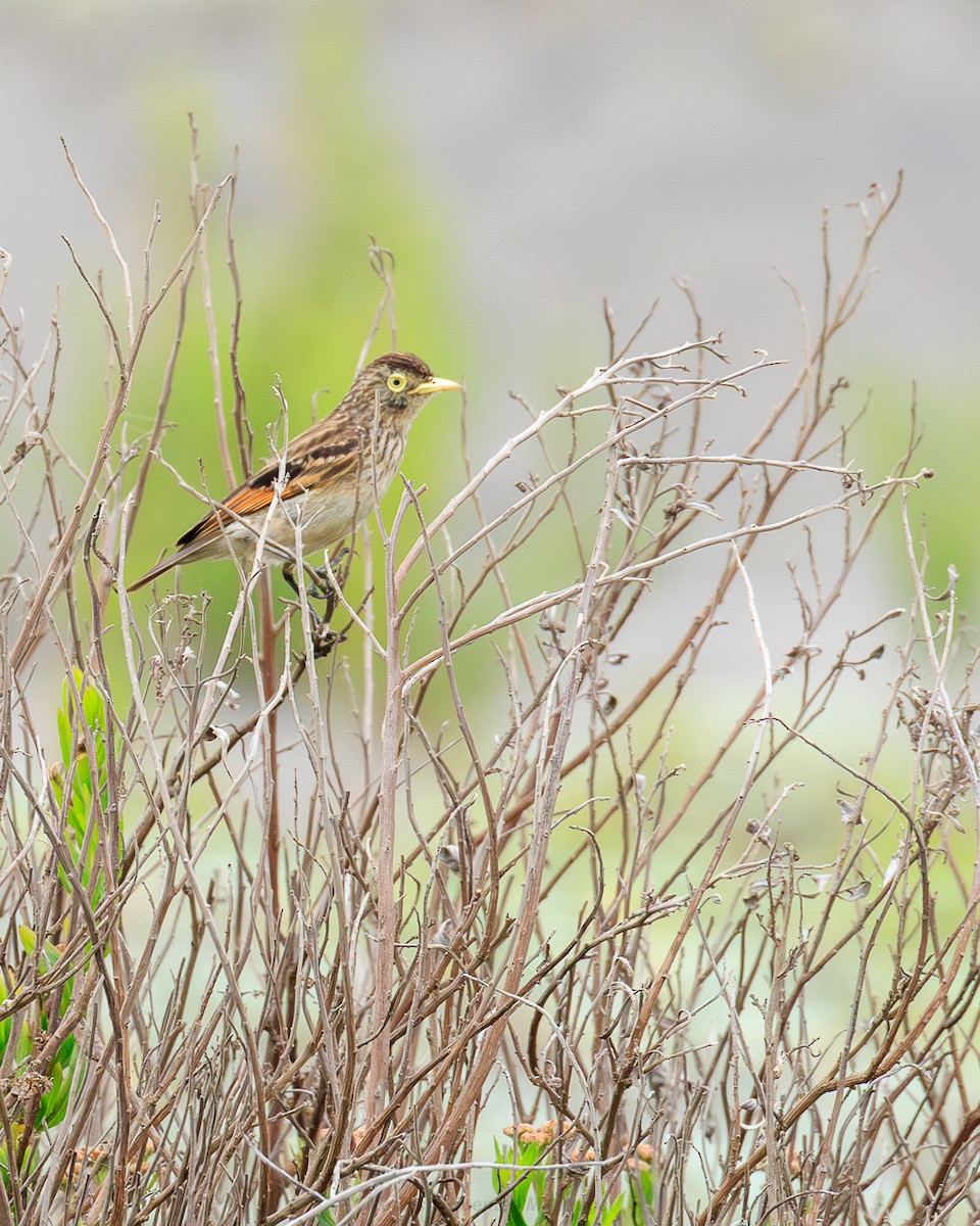 Ada clignot - ML646561509