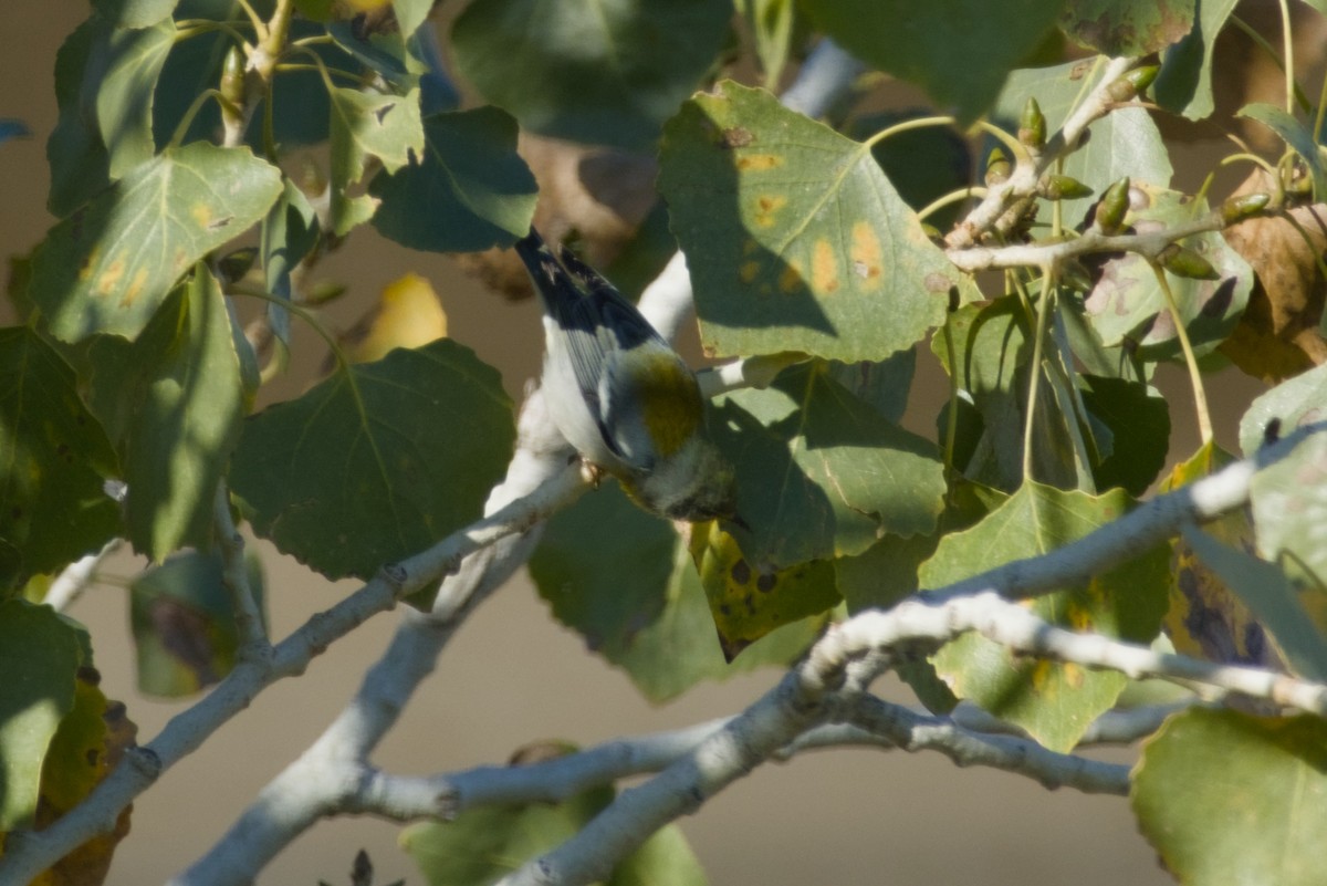 Paruline à collier - ML646561510