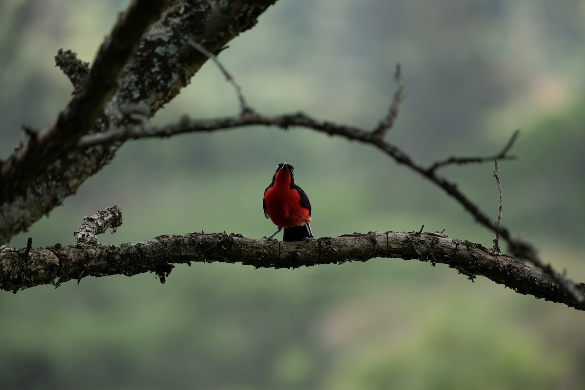 Gonolek à ventre rouge - ML646561512