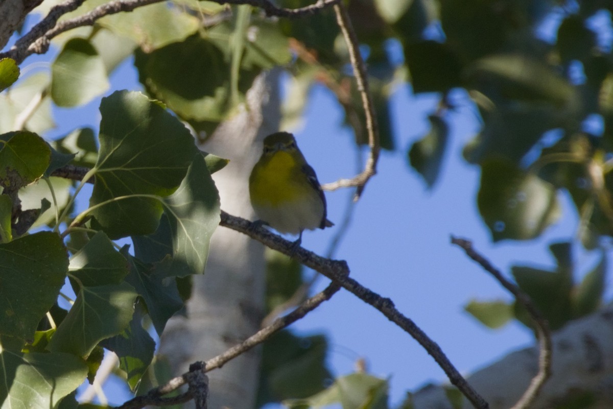Viréo à gorge jaune - ML646561513