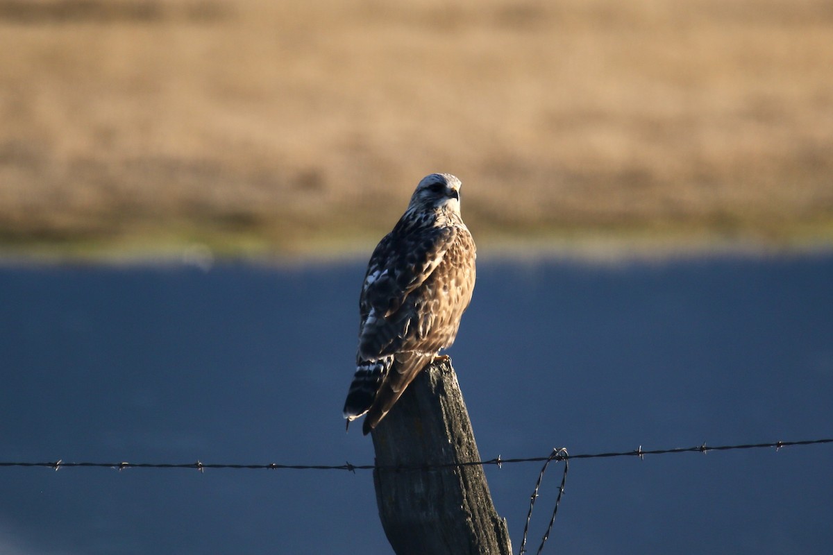 Buse pattue - ML646561514