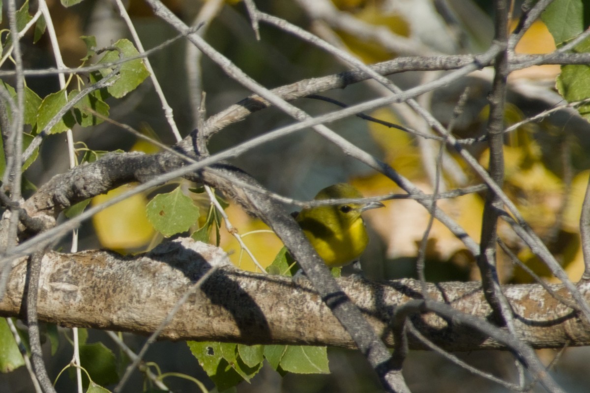 Viréo à gorge jaune - ML646561515
