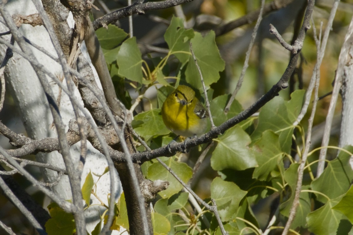 Viréo à gorge jaune - ML646561522