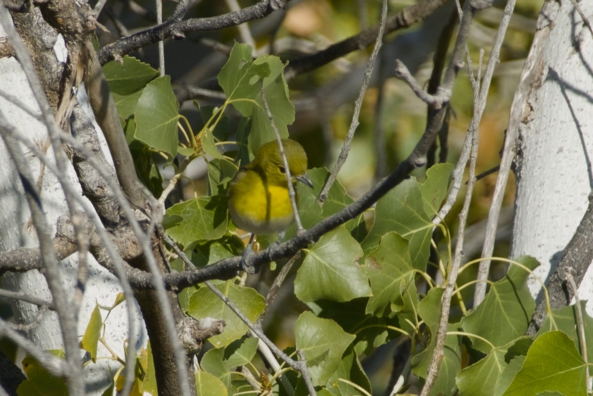 Yellow-throated Vireo - ML646561524