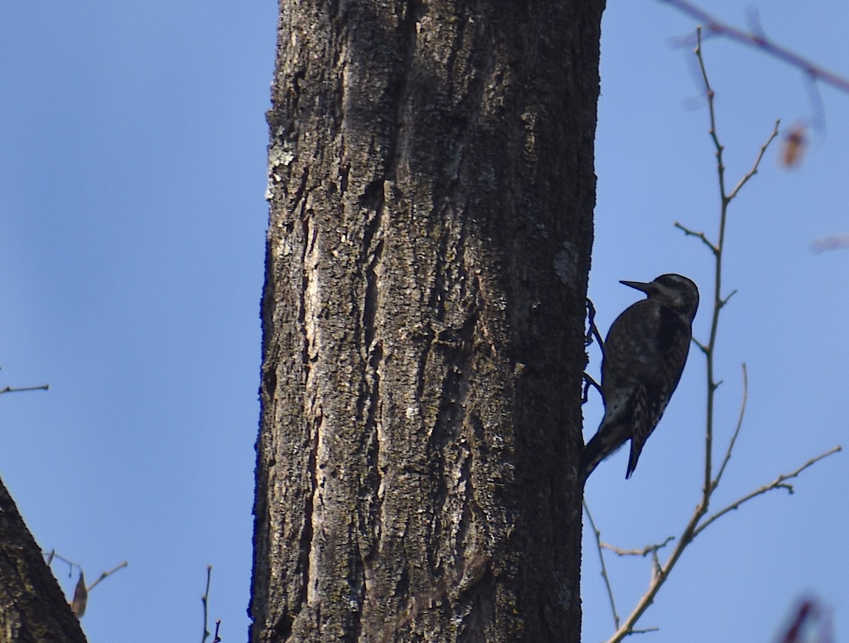 kanadasevjespett - ML646561525