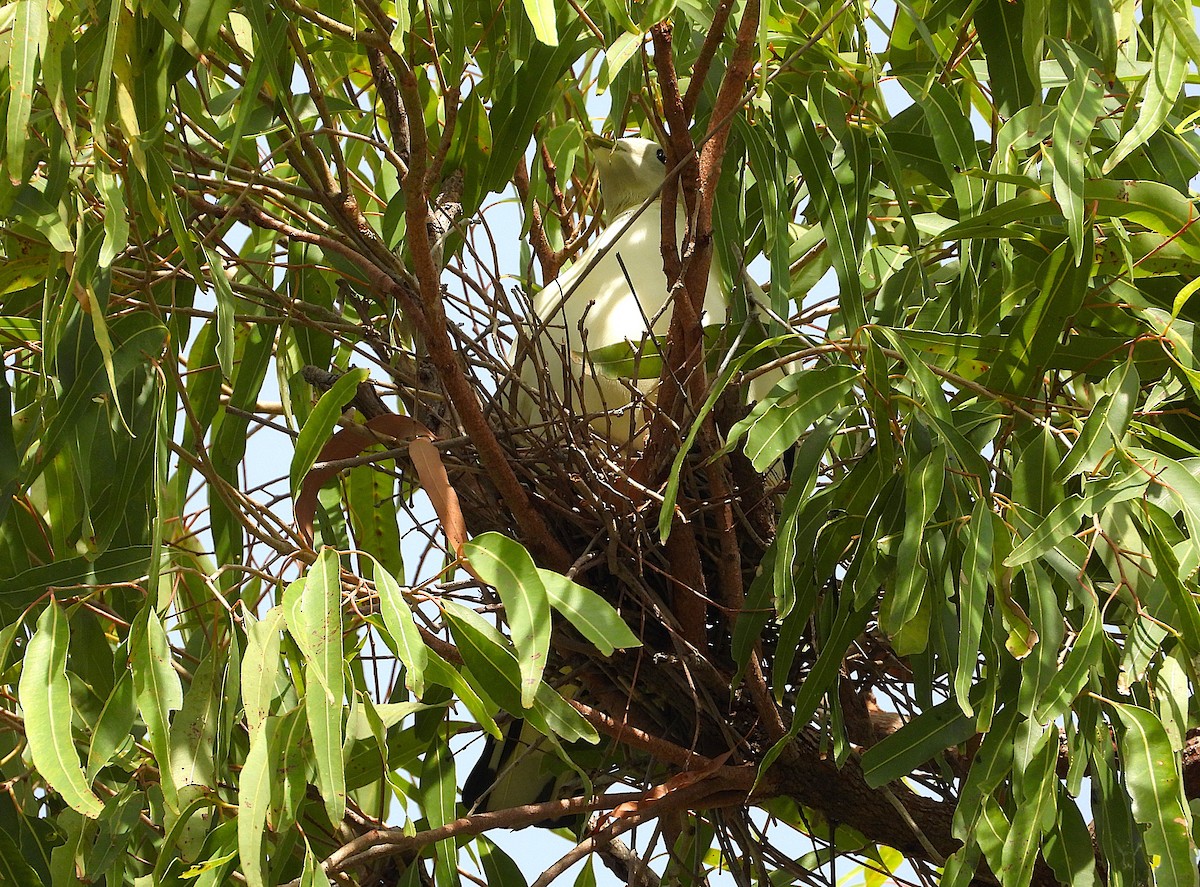 Torresian Imperial-Pigeon - ML646561526
