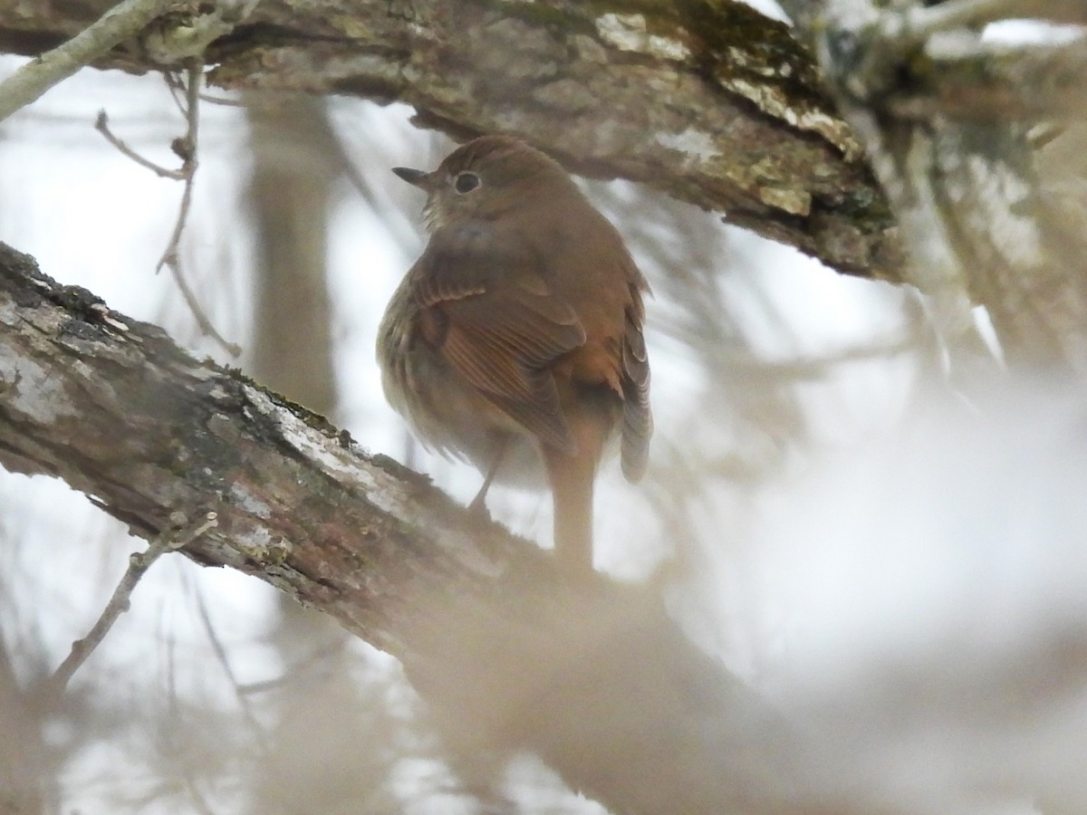 Дрізд-короткодзьоб плямистоволий - ML646561527