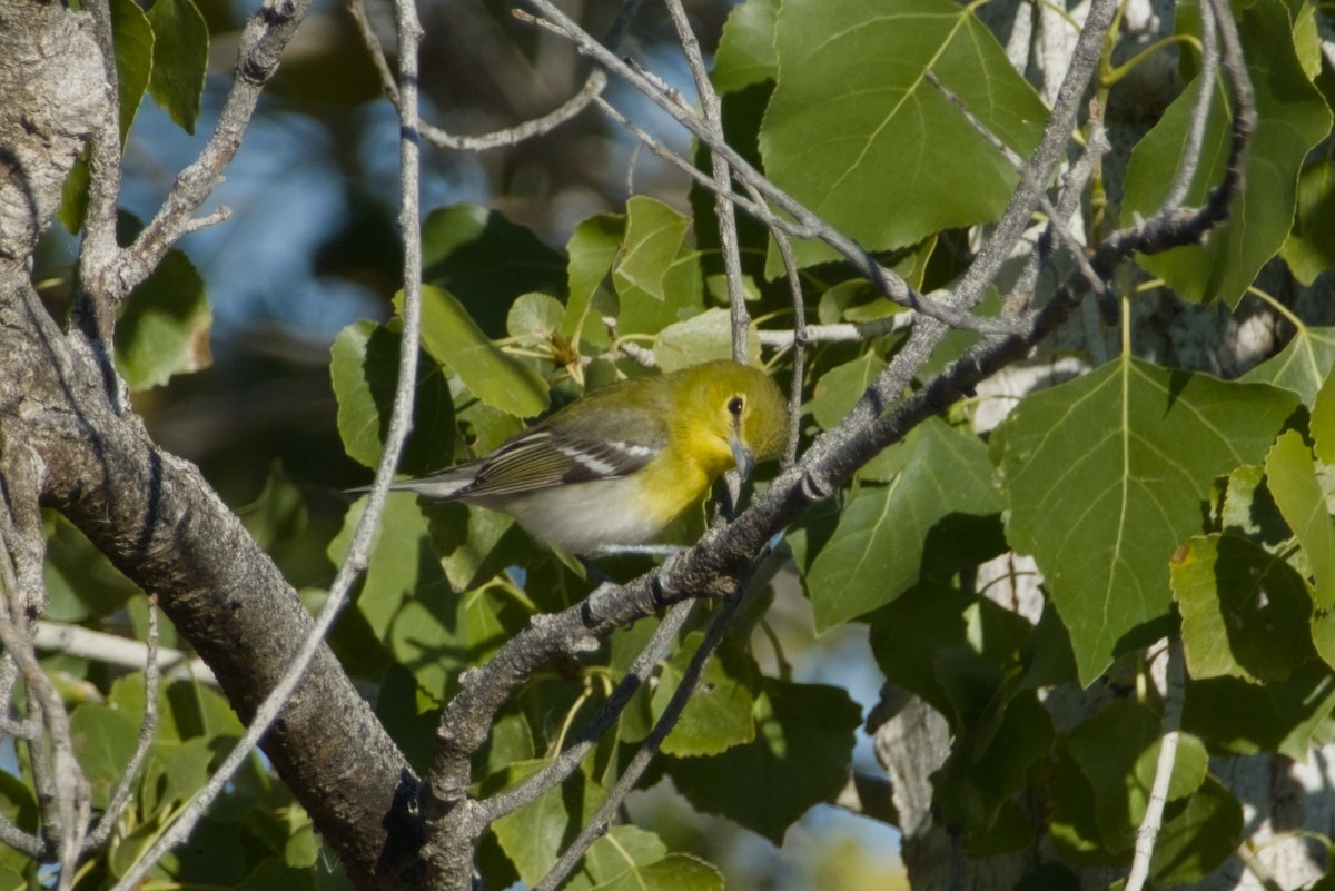 Yellow-throated Vireo - ML646561529