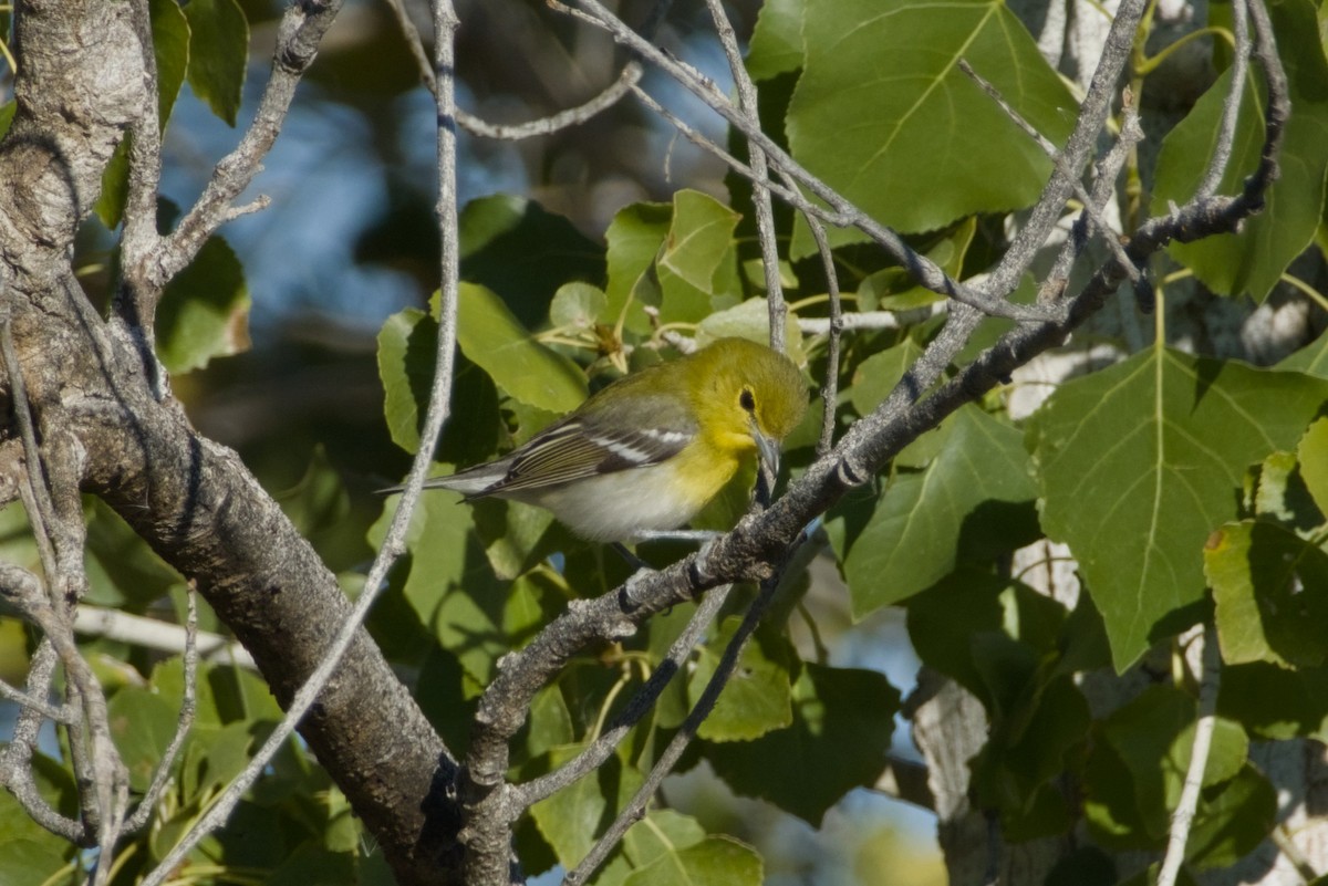 Yellow-throated Vireo - ML646561530