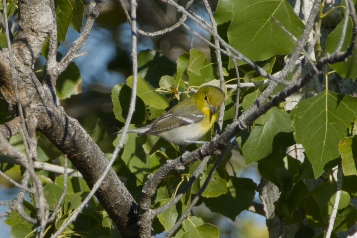 Yellow-throated Vireo - ML646561531