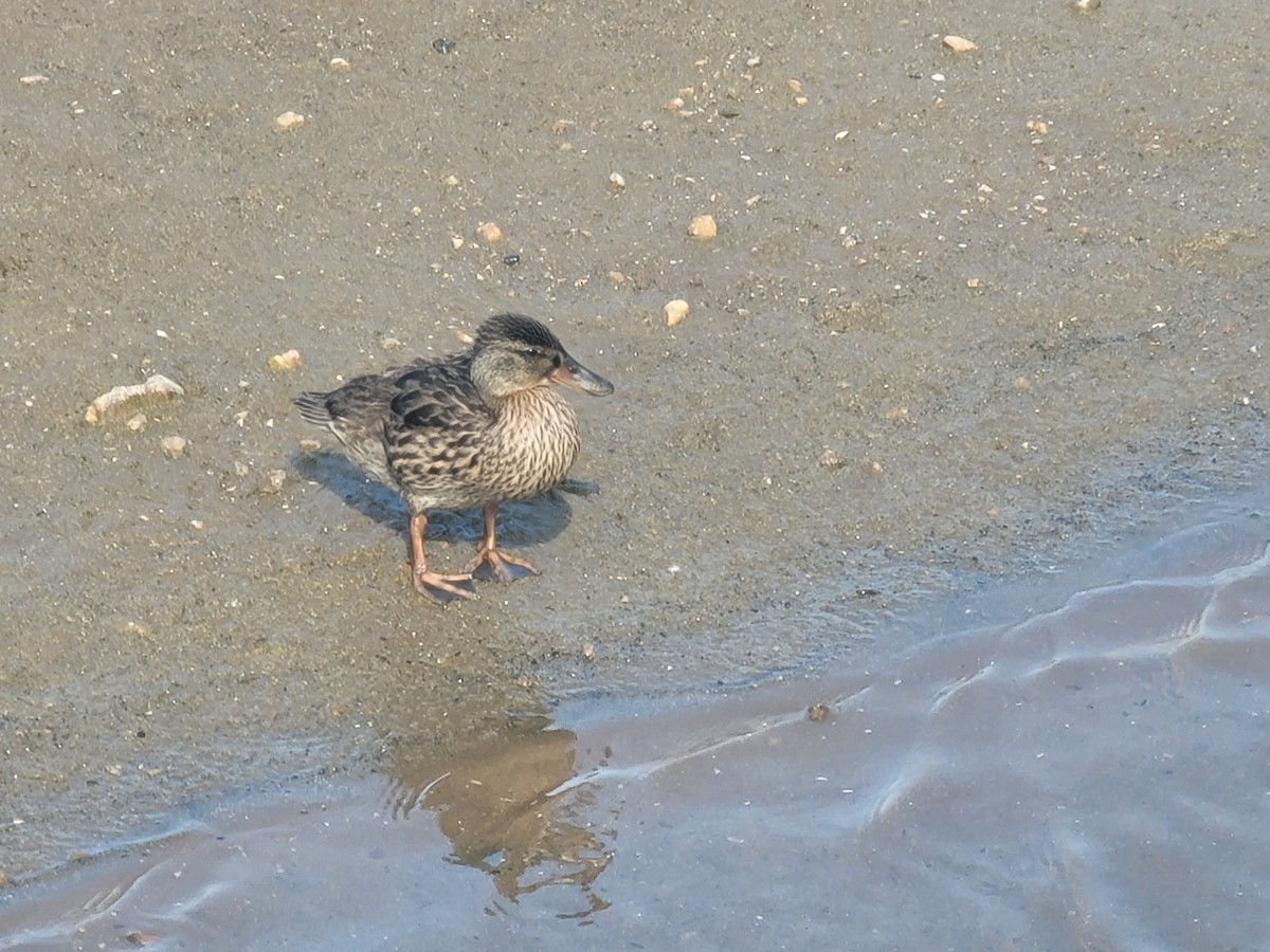 ברכיה - ML646561532