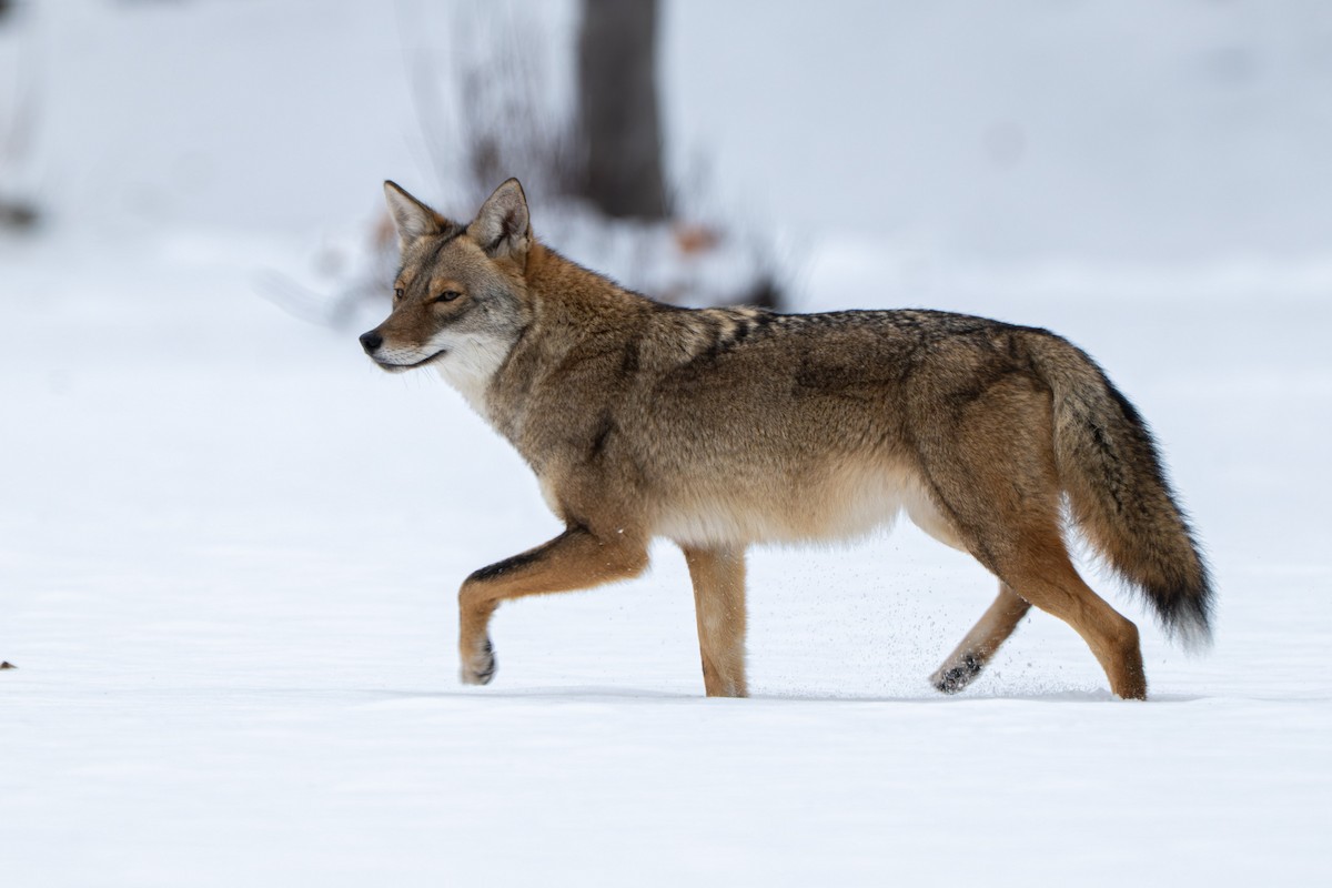 Coyote - ML646561533